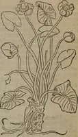 Picture 201 of 801 from A nievve herball, or Historie of plantes : wherein is contayned the whole discourse and perfect description of all sortes of herbes and plantes : their divers & sundry kindes ... and that not onely of those whiche are here growyng in this our countrie of Englande, but of all others also of forrayne realmes commonly used in physicke ; first set foorth in the Doutche or Almaigne tongue (1578), leaf 208