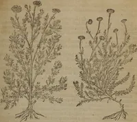 Picture 202 of 801 from A nievve herball, or Historie of plantes : wherein is contayned the whole discourse and perfect description of all sortes of herbes and plantes : their divers & sundry kindes ... and that not onely of those whiche are here growyng in this our countrie of Englande, but of all others also of forrayne realmes commonly used in physicke ; first set foorth in the Doutche or Almaigne tongue (1578), leaf 210