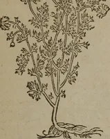 Picture 203 of 801 from A nievve herball, or Historie of plantes : wherein is contayned the whole discourse and perfect description of all sortes of herbes and plantes : their divers & sundry kindes ... and that not onely of those whiche are here growyng in this our countrie of Englande, but of all others also of forrayne realmes commonly used in physicke ; first set foorth in the Doutche or Almaigne tongue (1578), leaf 212