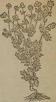 Picture 204 of 801 from A nievve herball, or Historie of plantes : wherein is contayned the whole discourse and perfect description of all sortes of herbes and plantes : their divers & sundry kindes ... and that not onely of those whiche are here growyng in this our countrie of Englande, but of all others also of forrayne realmes commonly used in physicke ; first set foorth in the Doutche or Almaigne tongue (1578), leaf 212