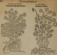 Picture 205 of 801 from A nievve herball, or Historie of plantes : wherein is contayned the whole discourse and perfect description of all sortes of herbes and plantes : their divers & sundry kindes ... and that not onely of those whiche are here growyng in this our countrie of Englande, but of all others also of forrayne realmes commonly used in physicke ; first set foorth in the Doutche or Almaigne tongue (1578), leaf 213