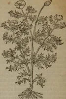 Picture 206 of 801 from A nievve herball, or Historie of plantes : wherein is contayned the whole discourse and perfect description of all sortes of herbes and plantes : their divers & sundry kindes ... and that not onely of those whiche are here growyng in this our countrie of Englande, but of all others also of forrayne realmes commonly used in physicke ; first set foorth in the Doutche or Almaigne tongue (1578), leaf 215