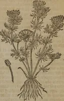 Picture 207 of 801 from A nievve herball, or Historie of plantes : wherein is contayned the whole discourse and perfect description of all sortes of herbes and plantes : their divers & sundry kindes ... and that not onely of those whiche are here growyng in this our countrie of Englande, but of all others also of forrayne realmes commonly used in physicke ; first set foorth in the Doutche or Almaigne tongue (1578), leaf 216