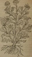 Picture 208 of 801 from A nievve herball, or Historie of plantes : wherein is contayned the whole discourse and perfect description of all sortes of herbes and plantes : their divers & sundry kindes ... and that not onely of those whiche are here growyng in this our countrie of Englande, but of all others also of forrayne realmes commonly used in physicke ; first set foorth in the Doutche or Almaigne tongue (1578), leaf 217