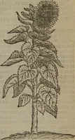 Picture 209 of 801 from A nievve herball, or Historie of plantes : wherein is contayned the whole discourse and perfect description of all sortes of herbes and plantes : their divers & sundry kindes ... and that not onely of those whiche are here growyng in this our countrie of Englande, but of all others also of forrayne realmes commonly used in physicke ; first set foorth in the Doutche or Almaigne tongue (1578), leaf 218