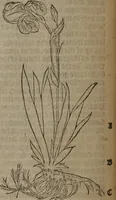 An illustration from A nievve herball, or Historie of plantes : wherein is contayned the whole discourse and perfect description of all sortes of herbes and plantes : their divers & sundry kindes ... and that not onely of those whiche are here growyng in this our countrie of Englande, but of all others also of forrayne realmes commonly used in physicke ; first set foorth in the Doutche or Almaigne tongue (1578)