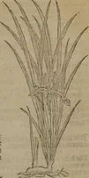 Picture 211 of 801 from A nievve herball, or Historie of plantes : wherein is contayned the whole discourse and perfect description of all sortes of herbes and plantes : their divers & sundry kindes ... and that not onely of those whiche are here growyng in this our countrie of Englande, but of all others also of forrayne realmes commonly used in physicke ; first set foorth in the Doutche or Almaigne tongue (1578), leaf 222