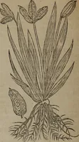 Picture 212 of 801 from A nievve herball, or Historie of plantes : wherein is contayned the whole discourse and perfect description of all sortes of herbes and plantes : their divers & sundry kindes ... and that not onely of those whiche are here growyng in this our countrie of Englande, but of all others also of forrayne realmes commonly used in physicke ; first set foorth in the Doutche or Almaigne tongue (1578), leaf 223