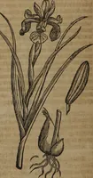 Picture 214 of 801 from A nievve herball, or Historie of plantes : wherein is contayned the whole discourse and perfect description of all sortes of herbes and plantes : their divers & sundry kindes ... and that not onely of those whiche are here growyng in this our countrie of Englande, but of all others also of forrayne realmes commonly used in physicke ; first set foorth in the Doutche or Almaigne tongue (1578), leaf 225
