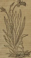 Picture 215 of 801 from A nievve herball, or Historie of plantes : wherein is contayned the whole discourse and perfect description of all sortes of herbes and plantes : their divers & sundry kindes ... and that not onely of those whiche are here growyng in this our countrie of Englande, but of all others also of forrayne realmes commonly used in physicke ; first set foorth in the Doutche or Almaigne tongue (1578), leaf 226