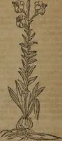 Picture 216 of 801 from A nievve herball, or Historie of plantes : wherein is contayned the whole discourse and perfect description of all sortes of herbes and plantes : their divers & sundry kindes ... and that not onely of those whiche are here growyng in this our countrie of Englande, but of all others also of forrayne realmes commonly used in physicke ; first set foorth in the Doutche or Almaigne tongue (1578), leaf 227