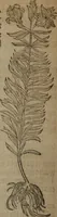 Picture 217 of 801 from A nievve herball, or Historie of plantes : wherein is contayned the whole discourse and perfect description of all sortes of herbes and plantes : their divers & sundry kindes ... and that not onely of those whiche are here growyng in this our countrie of Englande, but of all others also of forrayne realmes commonly used in physicke ; first set foorth in the Doutche or Almaigne tongue (1578), leaf 229