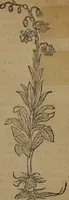 Picture 218 of 801 from A nievve herball, or Historie of plantes : wherein is contayned the whole discourse and perfect description of all sortes of herbes and plantes : their divers & sundry kindes ... and that not onely of those whiche are here growyng in this our countrie of Englande, but of all others also of forrayne realmes commonly used in physicke ; first set foorth in the Doutche or Almaigne tongue (1578), leaf 230