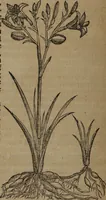 Picture 220 of 801 from A nievve herball, or Historie of plantes : wherein is contayned the whole discourse and perfect description of all sortes of herbes and plantes : their divers & sundry kindes ... and that not onely of those whiche are here growyng in this our countrie of Englande, but of all others also of forrayne realmes commonly used in physicke ; first set foorth in the Doutche or Almaigne tongue (1578), leaf 231