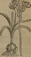 Picture 221 of 801 from A nievve herball, or Historie of plantes : wherein is contayned the whole discourse and perfect description of all sortes of herbes and plantes : their divers & sundry kindes ... and that not onely of those whiche are here growyng in this our countrie of Englande, but of all others also of forrayne realmes commonly used in physicke ; first set foorth in the Doutche or Almaigne tongue (1578), leaf 232