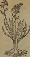Picture 222 of 801 from A nievve herball, or Historie of plantes : wherein is contayned the whole discourse and perfect description of all sortes of herbes and plantes : their divers & sundry kindes ... and that not onely of those whiche are here growyng in this our countrie of Englande, but of all others also of forrayne realmes commonly used in physicke ; first set foorth in the Doutche or Almaigne tongue (1578), leaf 233
