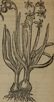 Picture 223 of 801 from A nievve herball, or Historie of plantes : wherein is contayned the whole discourse and perfect description of all sortes of herbes and plantes : their divers & sundry kindes ... and that not onely of those whiche are here growyng in this our countrie of Englande, but of all others also of forrayne realmes commonly used in physicke ; first set foorth in the Doutche or Almaigne tongue (1578), leaf 233