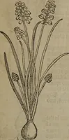 Picture 224 of 801 from A nievve herball, or Historie of plantes : wherein is contayned the whole discourse and perfect description of all sortes of herbes and plantes : their divers & sundry kindes ... and that not onely of those whiche are here growyng in this our countrie of Englande, but of all others also of forrayne realmes commonly used in physicke ; first set foorth in the Doutche or Almaigne tongue (1578), leaf 234