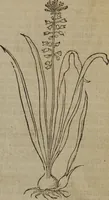 Picture 225 of 801 from A nievve herball, or Historie of plantes : wherein is contayned the whole discourse and perfect description of all sortes of herbes and plantes : their divers & sundry kindes ... and that not onely of those whiche are here growyng in this our countrie of Englande, but of all others also of forrayne realmes commonly used in physicke ; first set foorth in the Doutche or Almaigne tongue (1578), leaf 234