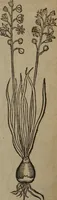 Picture 226 of 801 from A nievve herball, or Historie of plantes : wherein is contayned the whole discourse and perfect description of all sortes of herbes and plantes : their divers & sundry kindes ... and that not onely of those whiche are here growyng in this our countrie of Englande, but of all others also of forrayne realmes commonly used in physicke ; first set foorth in the Doutche or Almaigne tongue (1578), leaf 235