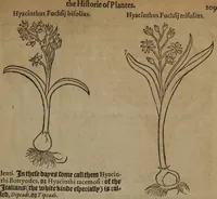 Picture 227 of 801 from A nievve herball, or Historie of plantes : wherein is contayned the whole discourse and perfect description of all sortes of herbes and plantes : their divers & sundry kindes ... and that not onely of those whiche are here growyng in this our countrie of Englande, but of all others also of forrayne realmes commonly used in physicke ; first set foorth in the Doutche or Almaigne tongue (1578), leaf 236