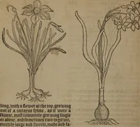 Picture 228 of 801 from A nievve herball, or Historie of plantes : wherein is contayned the whole discourse and perfect description of all sortes of herbes and plantes : their divers & sundry kindes ... and that not onely of those whiche are here growyng in this our countrie of Englande, but of all others also of forrayne realmes commonly used in physicke ; first set foorth in the Doutche or Almaigne tongue (1578), leaf 237