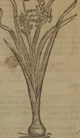 Picture 229 of 801 from A nievve herball, or Historie of plantes : wherein is contayned the whole discourse and perfect description of all sortes of herbes and plantes : their divers & sundry kindes ... and that not onely of those whiche are here growyng in this our countrie of Englande, but of all others also of forrayne realmes commonly used in physicke ; first set foorth in the Doutche or Almaigne tongue (1578), leaf 238