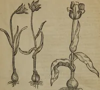 Picture 231 of 801 from A nievve herball, or Historie of plantes : wherein is contayned the whole discourse and perfect description of all sortes of herbes and plantes : their divers & sundry kindes ... and that not onely of those whiche are here growyng in this our countrie of Englande, but of all others also of forrayne realmes commonly used in physicke ; first set foorth in the Doutche or Almaigne tongue (1578), leaf 240