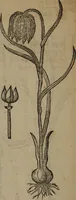 Picture 232 of 801 from A nievve herball, or Historie of plantes : wherein is contayned the whole discourse and perfect description of all sortes of herbes and plantes : their divers & sundry kindes ... and that not onely of those whiche are here growyng in this our countrie of Englande, but of all others also of forrayne realmes commonly used in physicke ; first set foorth in the Doutche or Almaigne tongue (1578), leaf 241