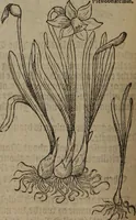 Picture 233 of 801 from A nievve herball, or Historie of plantes : wherein is contayned the whole discourse and perfect description of all sortes of herbes and plantes : their divers & sundry kindes ... and that not onely of those whiche are here growyng in this our countrie of Englande, but of all others also of forrayne realmes commonly used in physicke ; first set foorth in the Doutche or Almaigne tongue (1578), leaf 241