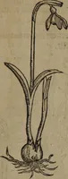 Picture 234 of 801 from A nievve herball, or Historie of plantes : wherein is contayned the whole discourse and perfect description of all sortes of herbes and plantes : their divers & sundry kindes ... and that not onely of those whiche are here growyng in this our countrie of Englande, but of all others also of forrayne realmes commonly used in physicke ; first set foorth in the Doutche or Almaigne tongue (1578), leaf 242