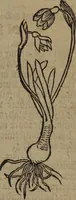 Picture 235 of 801 from A nievve herball, or Historie of plantes : wherein is contayned the whole discourse and perfect description of all sortes of herbes and plantes : their divers & sundry kindes ... and that not onely of those whiche are here growyng in this our countrie of Englande, but of all others also of forrayne realmes commonly used in physicke ; first set foorth in the Doutche or Almaigne tongue (1578), leaf 242