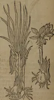 Picture 237 of 801 from A nievve herball, or Historie of plantes : wherein is contayned the whole discourse and perfect description of all sortes of herbes and plantes : their divers & sundry kindes ... and that not onely of those whiche are here growyng in this our countrie of Englande, but of all others also of forrayne realmes commonly used in physicke ; first set foorth in the Doutche or Almaigne tongue (1578), leaf 243