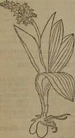 Picture 238 of 801 from A nievve herball, or Historie of plantes : wherein is contayned the whole discourse and perfect description of all sortes of herbes and plantes : their divers & sundry kindes ... and that not onely of those whiche are here growyng in this our countrie of Englande, but of all others also of forrayne realmes commonly used in physicke ; first set foorth in the Doutche or Almaigne tongue (1578), leaf 245