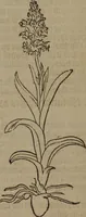 Picture 239 of 801 from A nievve herball, or Historie of plantes : wherein is contayned the whole discourse and perfect description of all sortes of herbes and plantes : their divers & sundry kindes ... and that not onely of those whiche are here growyng in this our countrie of Englande, but of all others also of forrayne realmes commonly used in physicke ; first set foorth in the Doutche or Almaigne tongue (1578), leaf 245