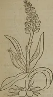 Picture 240 of 801 from A nievve herball, or Historie of plantes : wherein is contayned the whole discourse and perfect description of all sortes of herbes and plantes : their divers & sundry kindes ... and that not onely of those whiche are here growyng in this our countrie of Englande, but of all others also of forrayne realmes commonly used in physicke ; first set foorth in the Doutche or Almaigne tongue (1578), leaf 246