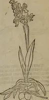An illustration from A nievve herball, or Historie of plantes : wherein is contayned the whole discourse and perfect description of all sortes of herbes and plantes : their divers & sundry kindes ... and that not onely of those whiche are here growyng in this our countrie of Englande, but of all others also of forrayne realmes commonly used in physicke ; first set foorth in the Doutche or Almaigne tongue (1578)