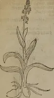 Picture 242 of 801 from A nievve herball, or Historie of plantes : wherein is contayned the whole discourse and perfect description of all sortes of herbes and plantes : their divers & sundry kindes ... and that not onely of those whiche are here growyng in this our countrie of Englande, but of all others also of forrayne realmes commonly used in physicke ; first set foorth in the Doutche or Almaigne tongue (1578), leaf 247