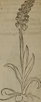Picture 243 of 801 from A nievve herball, or Historie of plantes : wherein is contayned the whole discourse and perfect description of all sortes of herbes and plantes : their divers & sundry kindes ... and that not onely of those whiche are here growyng in this our countrie of Englande, but of all others also of forrayne realmes commonly used in physicke ; first set foorth in the Doutche or Almaigne tongue (1578), leaf 247