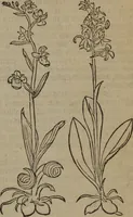 Picture 244 of 801 from A nievve herball, or Historie of plantes : wherein is contayned the whole discourse and perfect description of all sortes of herbes and plantes : their divers & sundry kindes ... and that not onely of those whiche are here growyng in this our countrie of Englande, but of all others also of forrayne realmes commonly used in physicke ; first set foorth in the Doutche or Almaigne tongue (1578), leaf 248