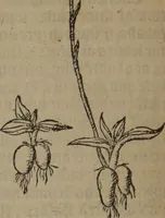 Picture 245 of 801 from A nievve herball, or Historie of plantes : wherein is contayned the whole discourse and perfect description of all sortes of herbes and plantes : their divers & sundry kindes ... and that not onely of those whiche are here growyng in this our countrie of Englande, but of all others also of forrayne realmes commonly used in physicke ; first set foorth in the Doutche or Almaigne tongue (1578), leaf 249