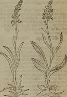 Picture 246 of 801 from A nievve herball, or Historie of plantes : wherein is contayned the whole discourse and perfect description of all sortes of herbes and plantes : their divers & sundry kindes ... and that not onely of those whiche are here growyng in this our countrie of Englande, but of all others also of forrayne realmes commonly used in physicke ; first set foorth in the Doutche or Almaigne tongue (1578), leaf 252