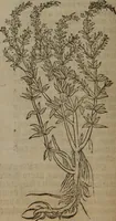 Picture 247 of 801 from A nievve herball, or Historie of plantes : wherein is contayned the whole discourse and perfect description of all sortes of herbes and plantes : their divers & sundry kindes ... and that not onely of those whiche are here growyng in this our countrie of Englande, but of all others also of forrayne realmes commonly used in physicke ; first set foorth in the Doutche or Almaigne tongue (1578), leaf 253
