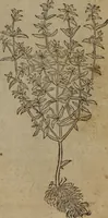 Picture 248 of 801 from A nievve herball, or Historie of plantes : wherein is contayned the whole discourse and perfect description of all sortes of herbes and plantes : their divers & sundry kindes ... and that not onely of those whiche are here growyng in this our countrie of Englande, but of all others also of forrayne realmes commonly used in physicke ; first set foorth in the Doutche or Almaigne tongue (1578), leaf 254