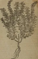 Picture 249 of 801 from A nievve herball, or Historie of plantes : wherein is contayned the whole discourse and perfect description of all sortes of herbes and plantes : their divers & sundry kindes ... and that not onely of those whiche are here growyng in this our countrie of Englande, but of all others also of forrayne realmes commonly used in physicke ; first set foorth in the Doutche or Almaigne tongue (1578), leaf 257