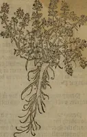 Picture 250 of 801 from A nievve herball, or Historie of plantes : wherein is contayned the whole discourse and perfect description of all sortes of herbes and plantes : their divers & sundry kindes ... and that not onely of those whiche are here growyng in this our countrie of Englande, but of all others also of forrayne realmes commonly used in physicke ; first set foorth in the Doutche or Almaigne tongue (1578), leaf 258