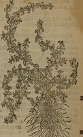 Picture 251 of 801 from A nievve herball, or Historie of plantes : wherein is contayned the whole discourse and perfect description of all sortes of herbes and plantes : their divers & sundry kindes ... and that not onely of those whiche are here growyng in this our countrie of Englande, but of all others also of forrayne realmes commonly used in physicke ; first set foorth in the Doutche or Almaigne tongue (1578), leaf 259