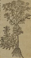Picture 252 of 801 from A nievve herball, or Historie of plantes : wherein is contayned the whole discourse and perfect description of all sortes of herbes and plantes : their divers & sundry kindes ... and that not onely of those whiche are here growyng in this our countrie of Englande, but of all others also of forrayne realmes commonly used in physicke ; first set foorth in the Doutche or Almaigne tongue (1578), leaf 260