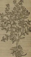 Picture 253 of 801 from A nievve herball, or Historie of plantes : wherein is contayned the whole discourse and perfect description of all sortes of herbes and plantes : their divers & sundry kindes ... and that not onely of those whiche are here growyng in this our countrie of Englande, but of all others also of forrayne realmes commonly used in physicke ; first set foorth in the Doutche or Almaigne tongue (1578), leaf 261