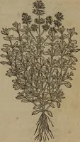 Picture 254 of 801 from A nievve herball, or Historie of plantes : wherein is contayned the whole discourse and perfect description of all sortes of herbes and plantes : their divers & sundry kindes ... and that not onely of those whiche are here growyng in this our countrie of Englande, but of all others also of forrayne realmes commonly used in physicke ; first set foorth in the Doutche or Almaigne tongue (1578), leaf 262